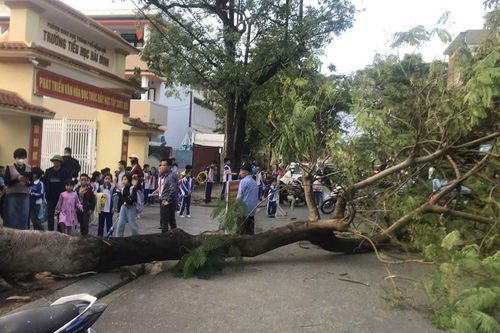 Cây phượng lớn bật gốc, đổ trước cổng trường ở Quảng Bình giờ tan học