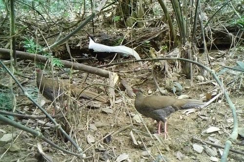 Lần đầu tiên phát hiện nhiều động vật quý hiếm ở Thanh Hóa