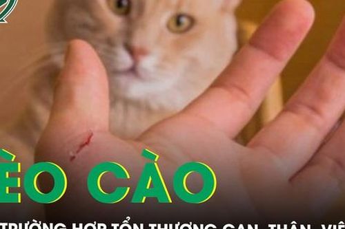 Cảnh báo: Liên tiếp các trường hợp tổn thương gan, thận, viêm não do mèo cào