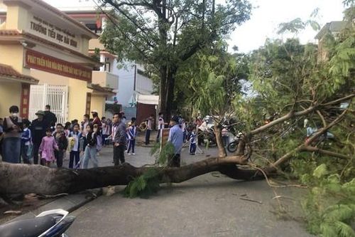 Phụ huynh hoảng hốt chứng kiến cây phượng bất ngờ đổ trong giờ tan học