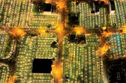 Làng trồng hoa Tết ở Huế sáng rực cả đêm, người dân chờ mong vụ mùa được giá