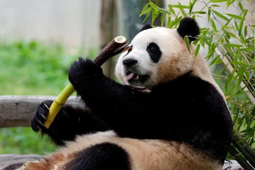 Fan lo lắng nhìn gấu trúc Fu Bao run rẩy, co giật khi ăn măng