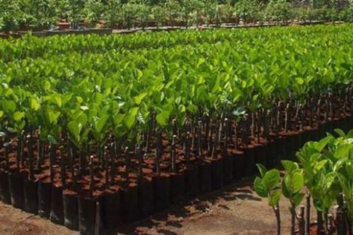 Hỗ trợ giống cây trồng cho tỉnh Ninh Thuận