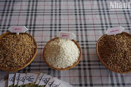 Xuất khẩu gạo của Thái Lan tăng vọt hơn 10 triệu tấn