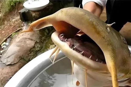 'Quái ngư' lọt lưới, ngư dân hốt hoảng tưởng 'rồng' tái thế