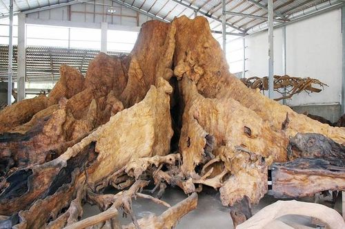 Gốc cây khô đại gia hỏi mua 35 tỷ chủ quyết không bán