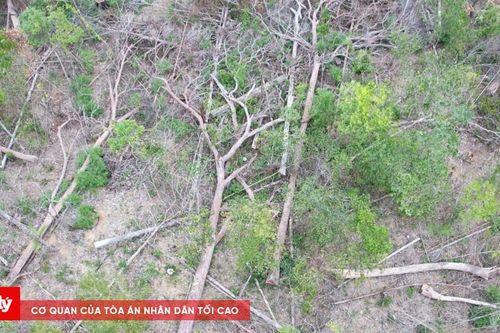 Vụ phá rừng ở Gia Lai: Xác định 124 gốc cây bị khai thác trái phép, đường kính gốc từ 13-115 cm