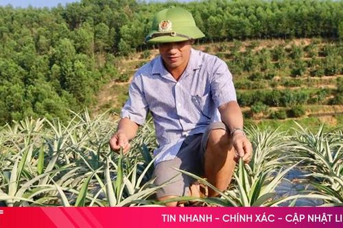 Loại cây lọt top 50 trái cây đặc sản nổi tiếng Việt Nam 'bén đất' Vũ Quang