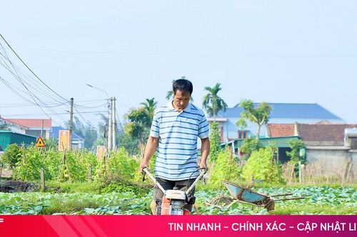 Nông dân Thạch Hà rộn ràng xuống đồng chăm rau, củ, hoa phục vụ tết
