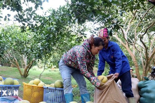 7 sản phẩm nông sản xứ Tuyên 'vượt biên' sang thị trường châu Âu
