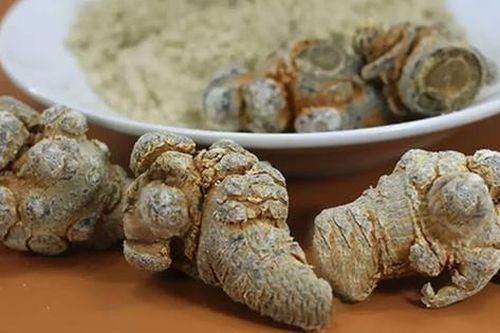 Rễ của cây này được ví như 'nhân sâm của người nghèo', đừng bỏ phí