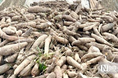 Giá mì giảm mạnh, nông dân Gia Lai chật vật cầm cự chờ giá lên