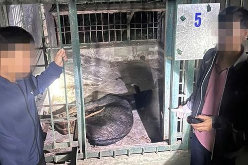 Phát hiện nhóm người vận chuyển cá thể động vật hoang dã