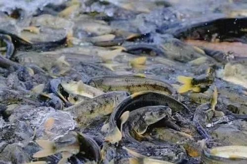 Hồ Yamdrok ở Tây Tạng tràn ngập cá, lên tới khoảng 800 triệu kg, vì sao không ai dám ăn?