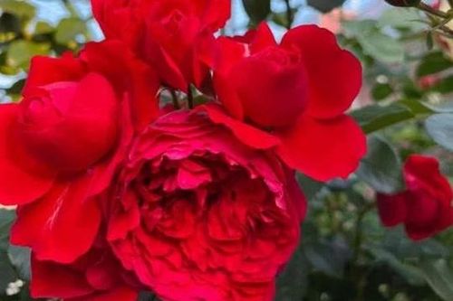 Bí quyết biến các nguyên liệu trong bếp từ vỏ chuối đến bã trà đều làm phân bón hữu cơ cho cây hoa nở rộ