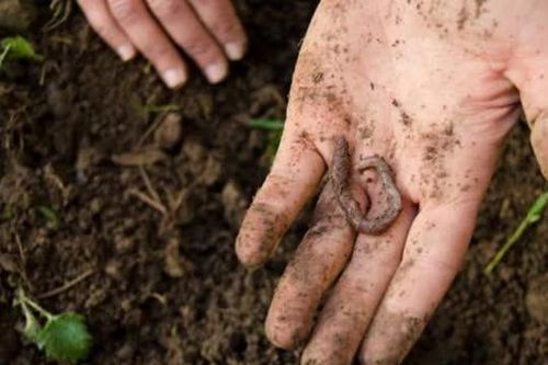 Những loài vật nhỏ bé bị con người ghét bỏ nhưng thực chất lại rất hữu ích