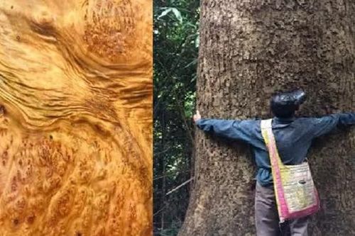 'Kỳ mộc' cực kì quý hiếm, cả Việt Nam chỉ còn 8 cây ngoài tự nhiên, giá trị 'đắt hơn vàng'