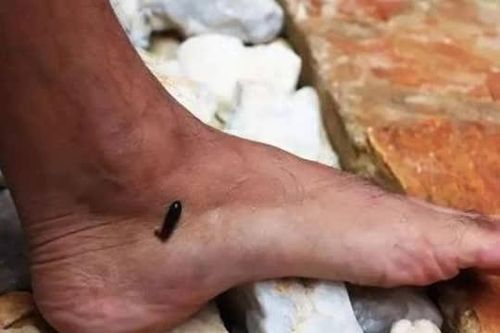 7 loài động vật hoang dã cực độc thường gặp ở nông thôn, bạn sợ con nào nhất? Sao giờ hiếm thế