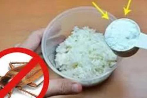 Cơm nguội thừa đừng bỏ đi, trộn với bột giặt đặt ở góc nhà, con gián ăn phải chỉ có đường chết