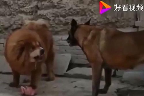 CLIP: Khiêu chiến ngao Tây Tạng, chó Becgie Bỉ nhận cái kết ít ai biết