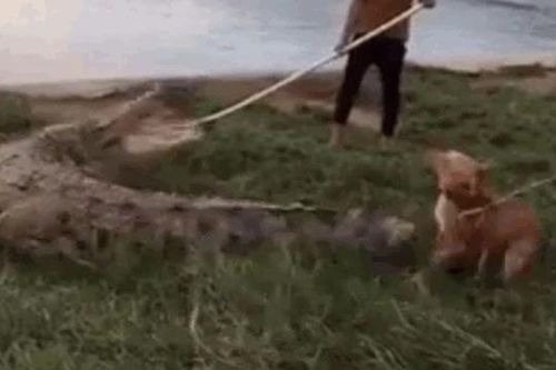 CLIP: Cắn đuôi cá sấu, chó Pitbull bị tát 'sấp mặt'