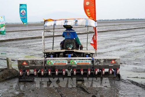 Ứng dụng công nghệ thâm canh vụ Đông Xuân ở vùng ngọt hóa Gò Công