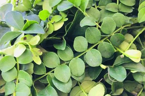 Cây dại ở bờ bụi có tên lạ, nay thành đặc sản được 'săn lùng' vì đặc biệt, 350.000 đồng/kg