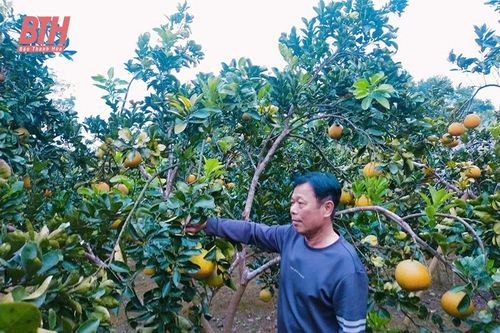 Minh Tiến giảm nghèo từ những mô hình phát triển kinh tế