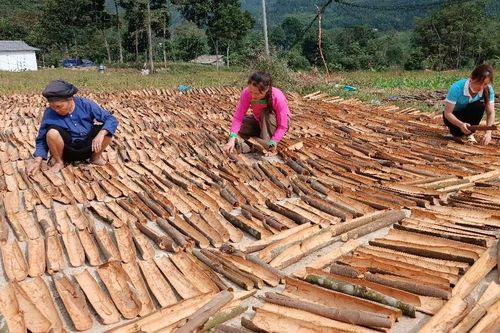 Bắc Hà: Nông dân thu hơn 270 tỷ đồng từ cây quế