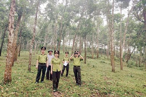 Bảo vệ rừng tận gốc ở Thanh Sơn