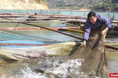 Đặc sản cá chép gù ở Ngọc Chiến