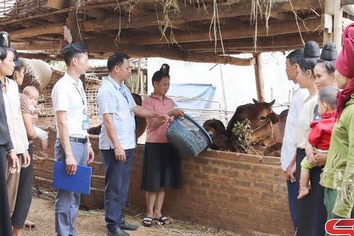 Phát triển chăn nuôi gia súc ở các xã vùng thấp của Thuận Châu