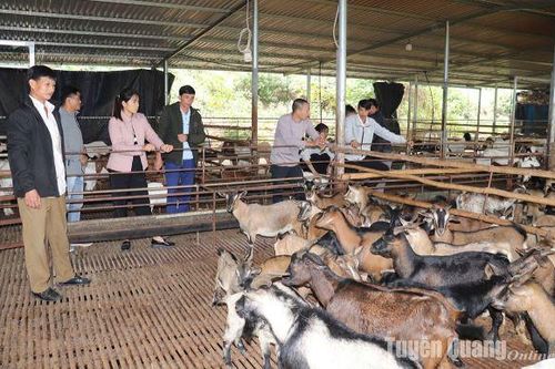 Trao 275 con dê sinh sản cho hộ nghèo xã Chiêu Yên và Kim Quan
