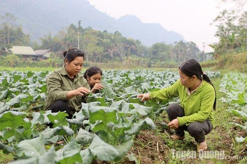 Rau đông xanh đồng Năng Khả