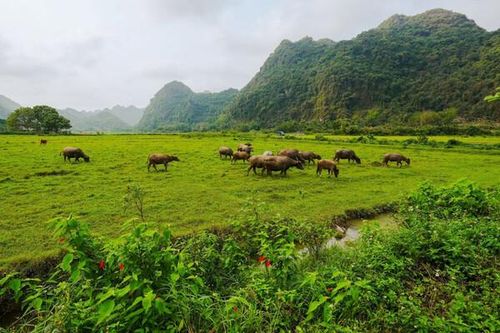 Hải Phòng: Phát triển kinh tế nông nghiệp xanh gắn với du lịch trải nghiệm