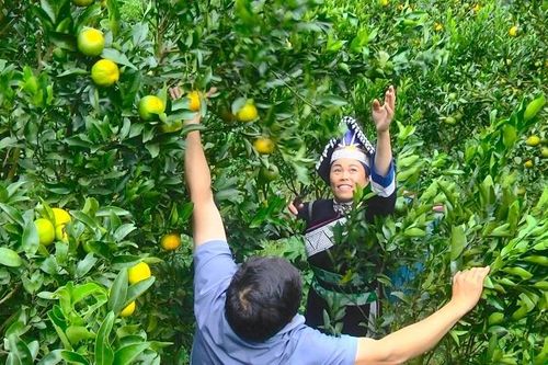 Một huyện vùng cao Lào Cai thu hàng trăm tỷ đồng từ trồng quýt