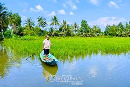 Ðồng xanh trên đất mặn