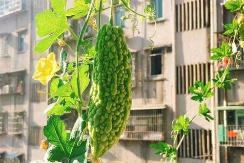 Cách trồng mướp đắng trong thùng xốp ở ban công