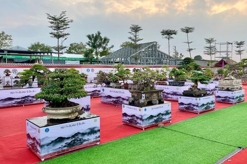 Vườn cây cảnh chục tỷ đồng ở Bình Định khiến dân sành chơi Hà Nội choáng váng
