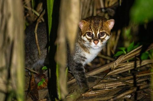 Loài mèo quý hiếm thường rửa sạch sẽ con mồi trước khi ăn