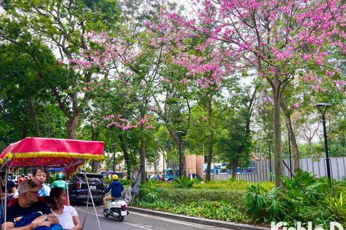 Sắc hồng mỹ nhân nở rộ rực rỡ trên phố phường Hà Nội