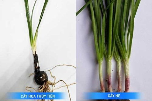 Bị cho ăn nhầm lá thủy tiên, 2 trẻ phải cấp cứu