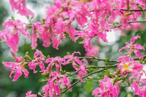 Ngắm vẻ rực rỡ đến mê mẩn lòng người của hoa mỹ nhân giữa lòng Hà Nội