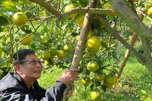 Lão nông xứ Nghệ tiết lộ bí quyết chống rụng cam đặc sản