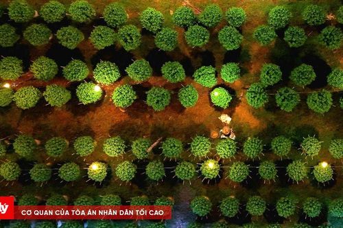 Phường Thủy Vân (TP. Huế): Làng hoa Dạ Lê Chánh tất bật cho mùa Tết