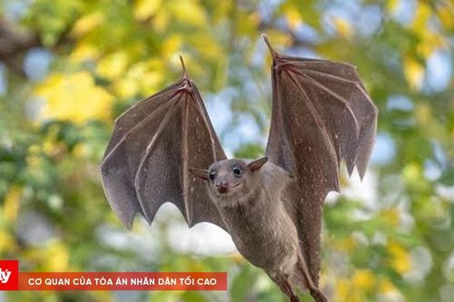Nhặt con dơi trong lớp học, giáo viên bị cắn tử vong