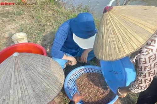 Nông dân Hải Phòng hối hả thu hoạch 'rồng đất'
