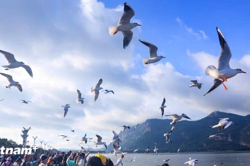 Hòa mình cùng thiên nhiên tại 'xứ sở hải âu' ở thành phố Côn Minh