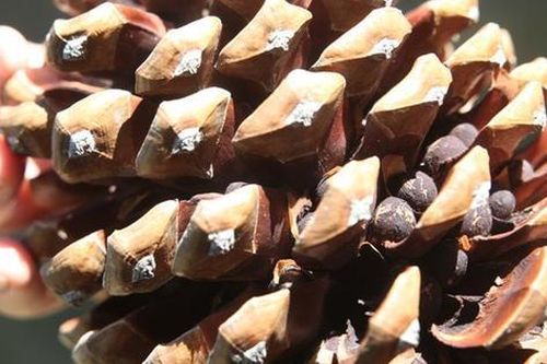Thứ quả 'xấu xí' xưa rụng đầy gốc không ai nhặt, nay giá gần nửa triệu/kg