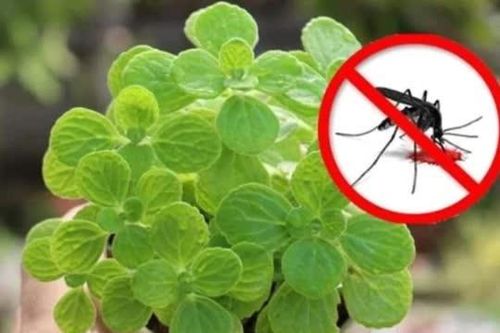 5 loại hoa và cây mà muỗi 'ghét cay ghét đắng', để vài chậu ở nhà, muỗi không dám bén mảng đến